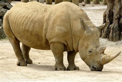 african rhinos animals animals animals Reader